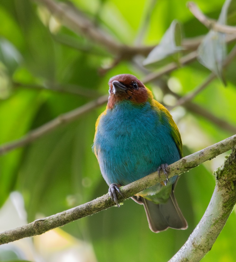 Bay-headed Tanager - ML620271935