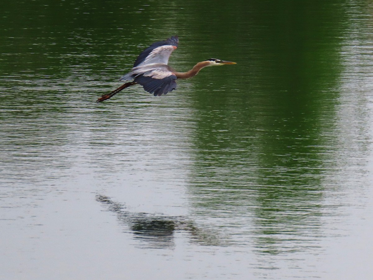 Great Blue Heron - ML620271943