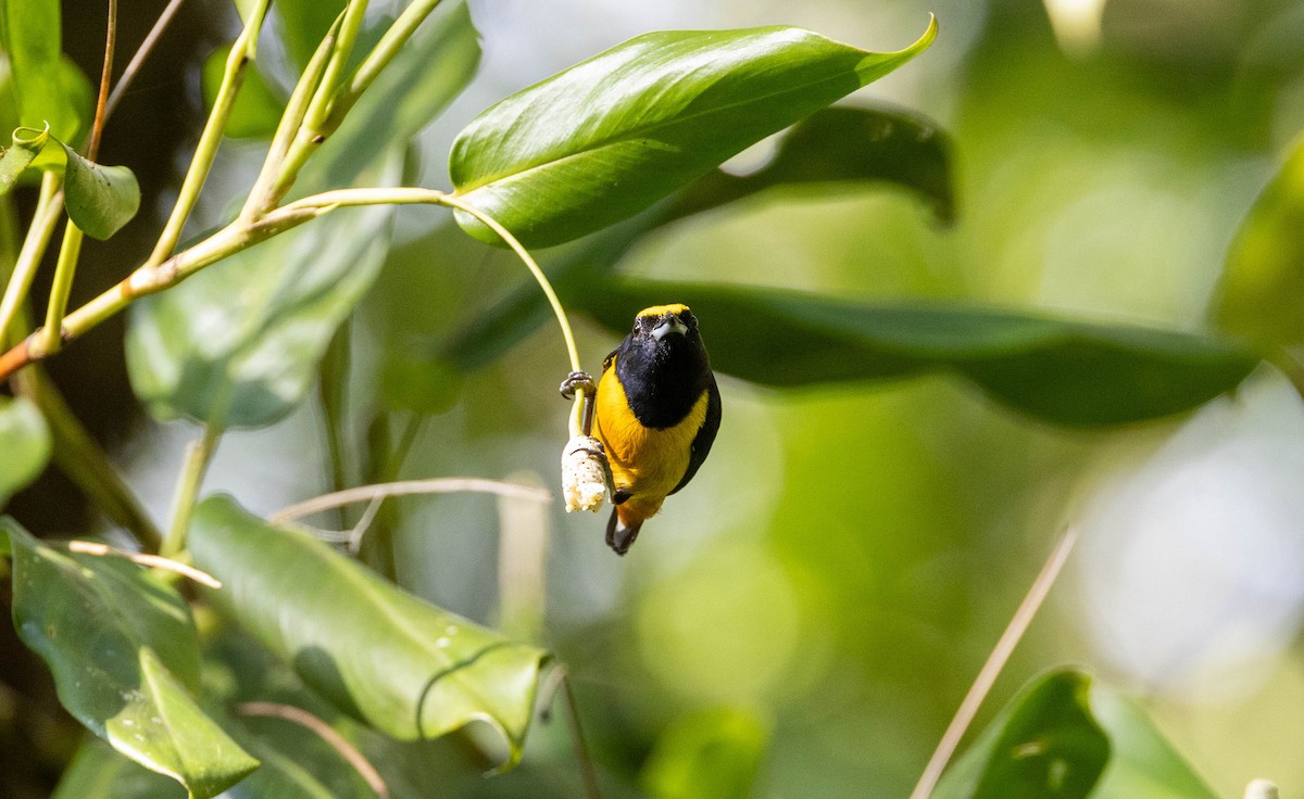 Fulvous-vented Euphonia - ML620271945