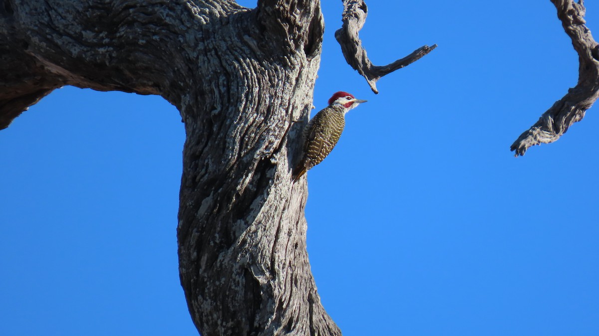 Bennett's Woodpecker - ML620271946