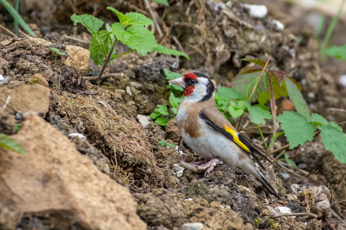 ゴシキヒワ（carduelis グループ） - ML620271950