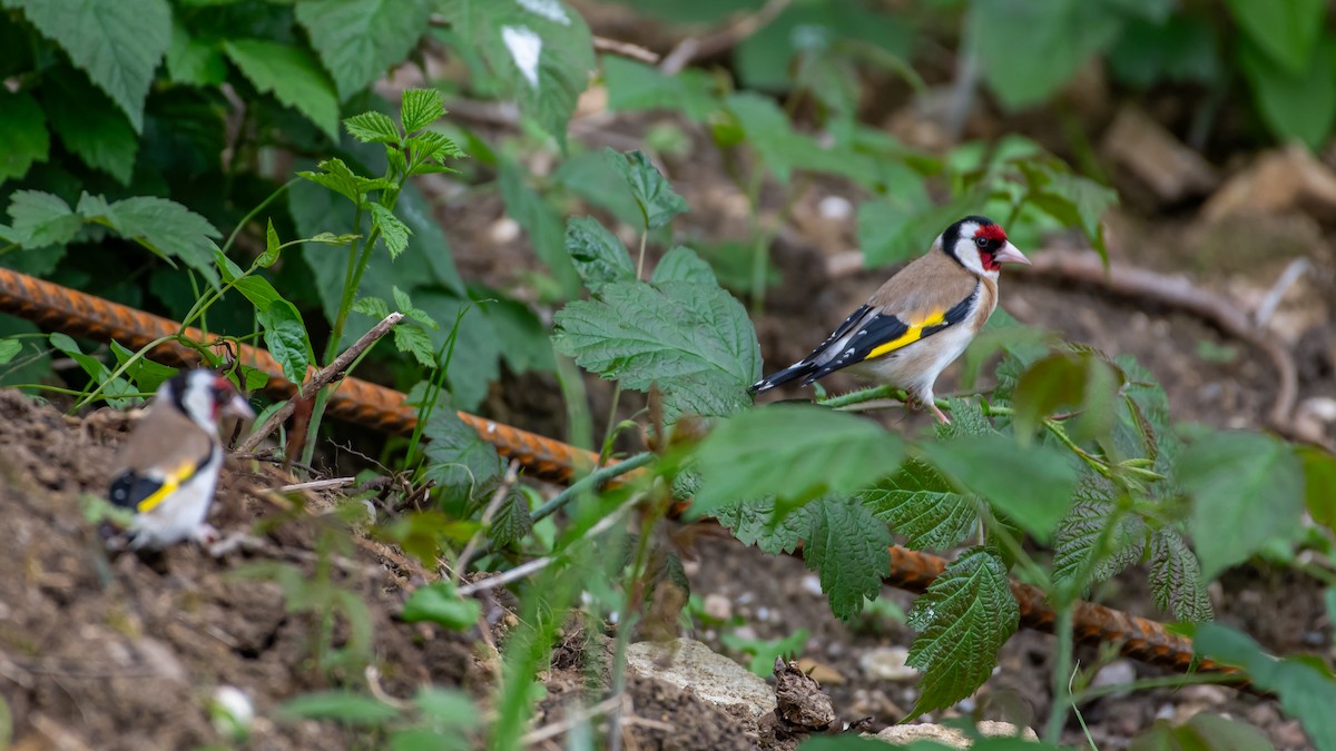 stehlík obecný [skupina carduelis] - ML620271951