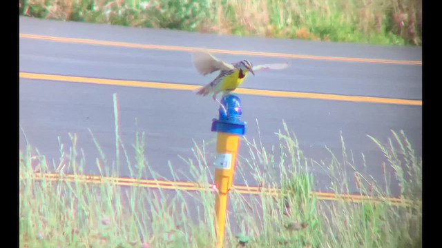 Eastern Meadowlark - ML620271953