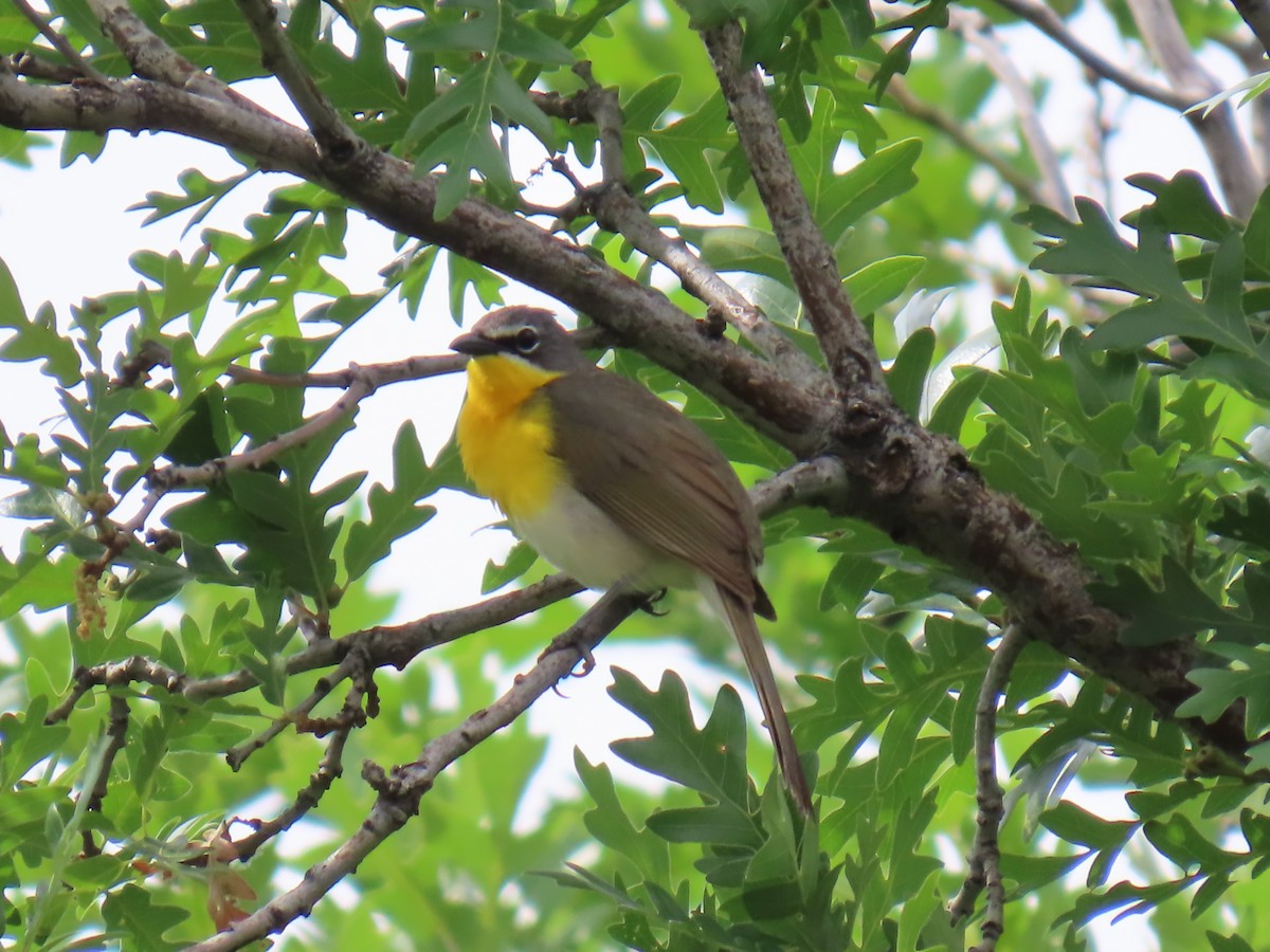 Yellow-breasted Chat - ML620271954