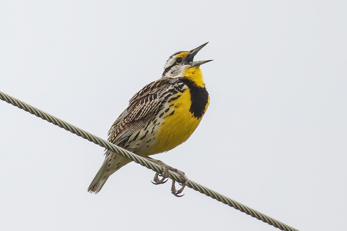 Eastern Meadowlark - ML620271971