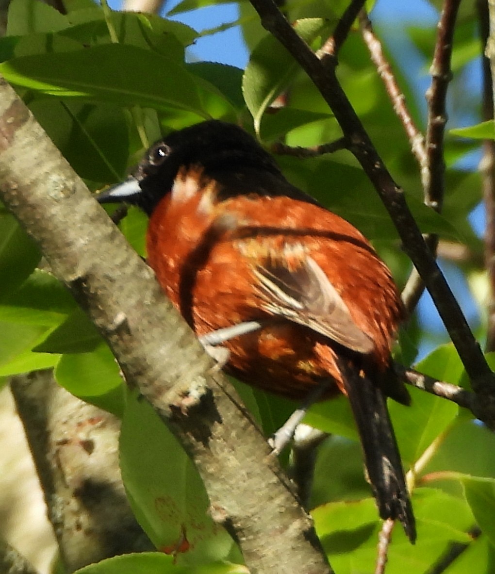 Orchard Oriole - ML620271972