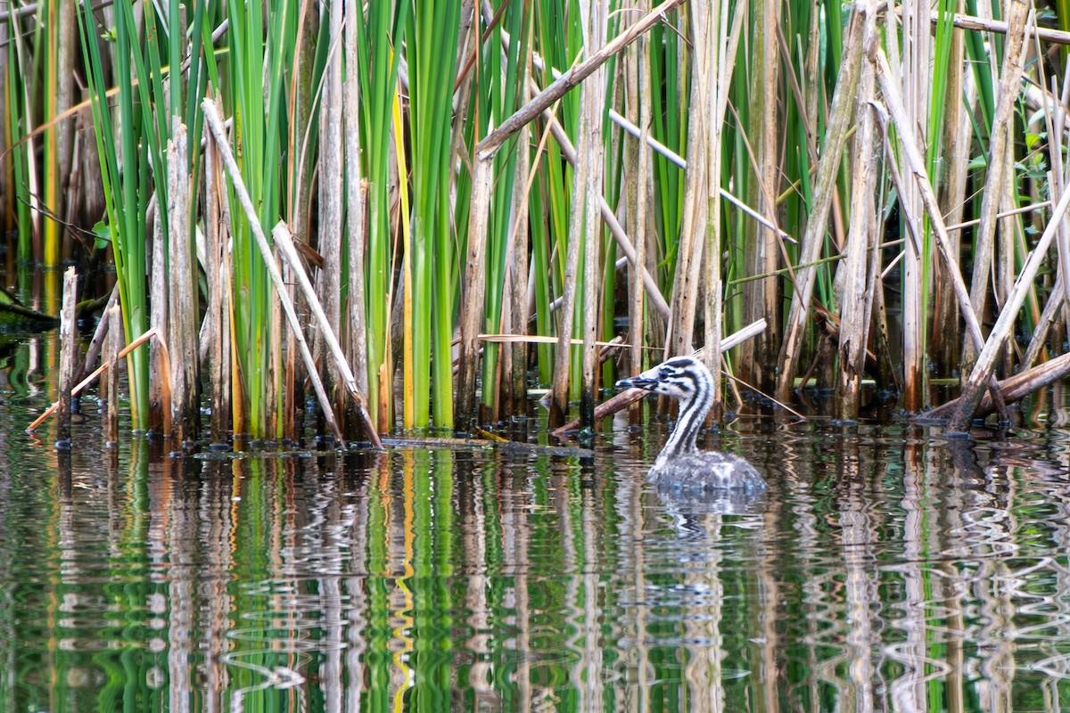 Great Crested Grebe - ML620271973