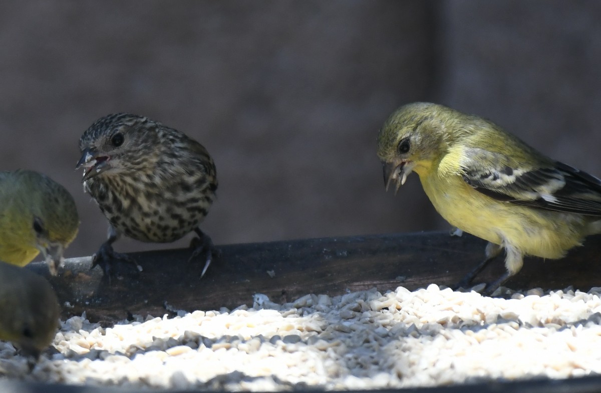 Pine Siskin - ML620271979