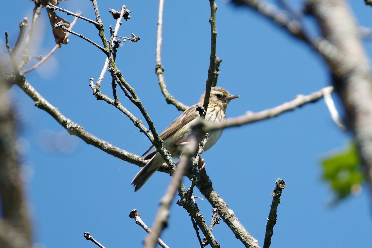 linduška lesní - ML620271985