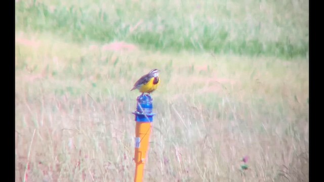 Eastern Meadowlark - ML620271987