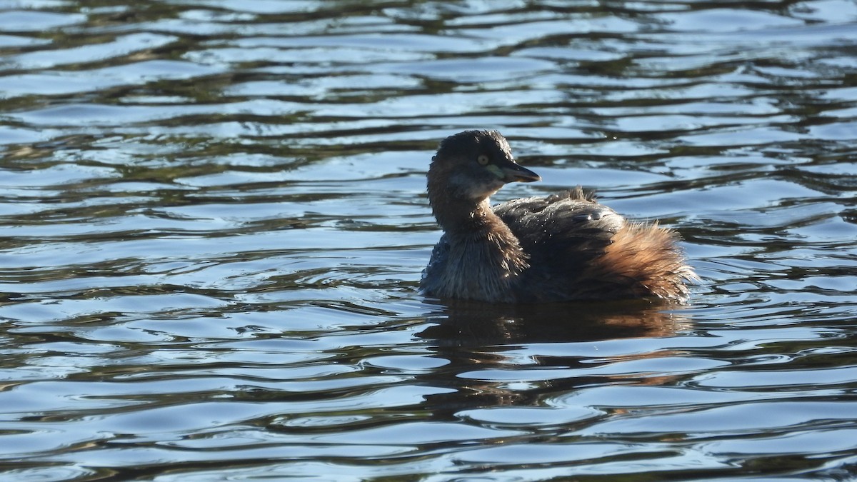 Australasian Grebe - ML620271988