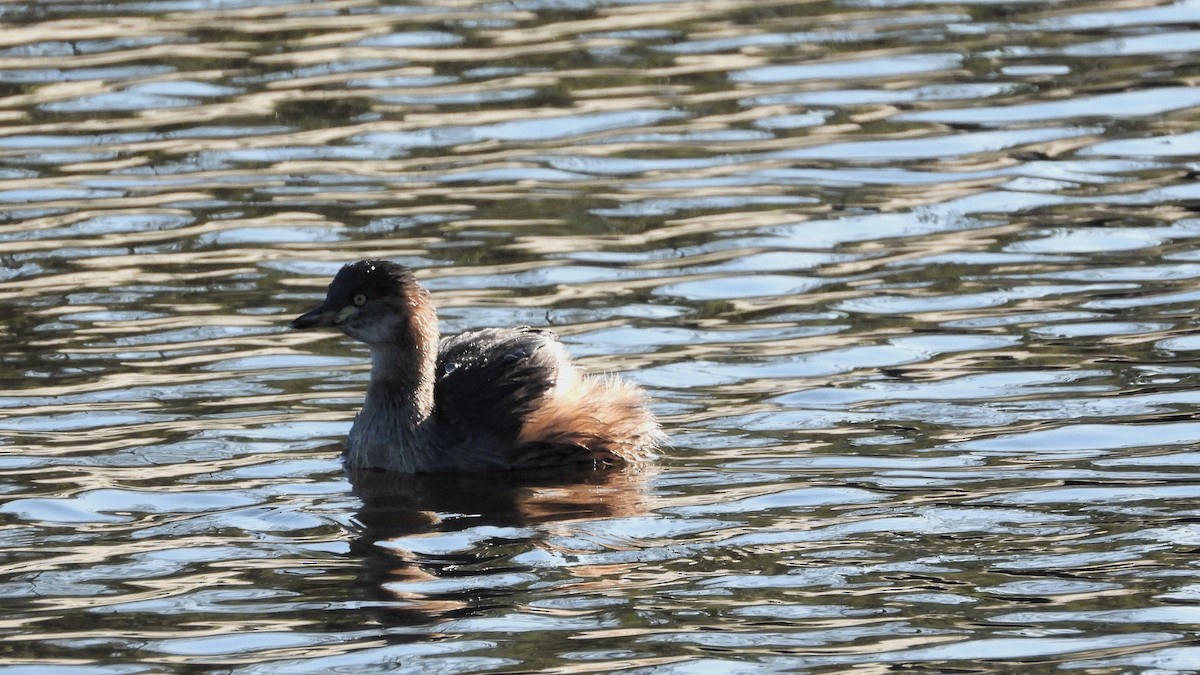 Australasian Grebe - ML620271989