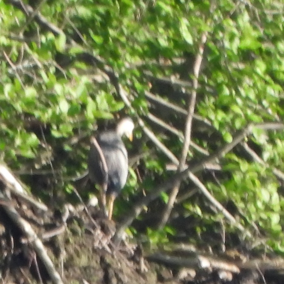 Great Blue Heron - ML620271996