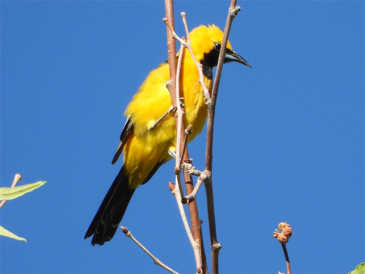 Hooded Oriole - ML620271998