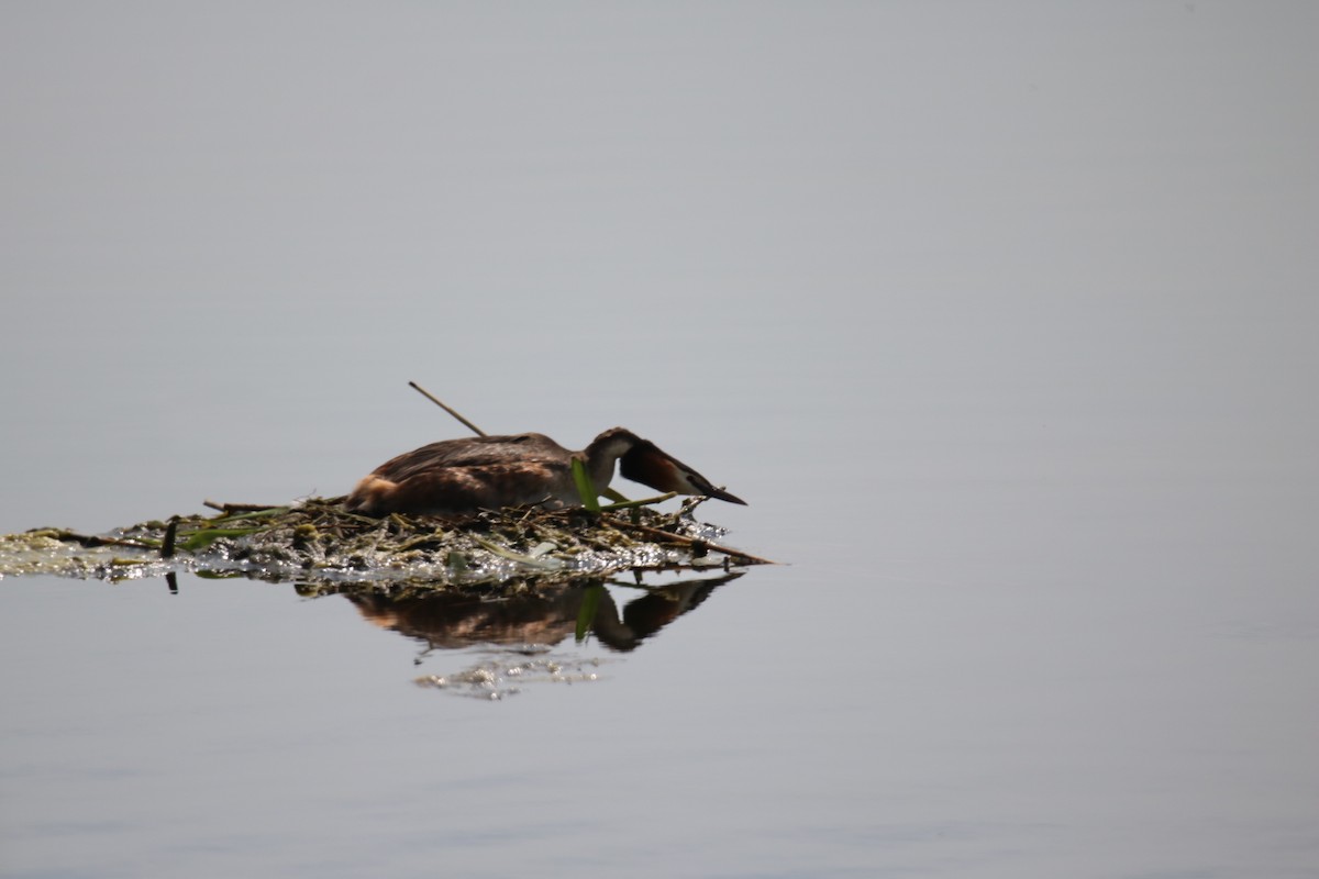 Great Crested Grebe - ML620272000