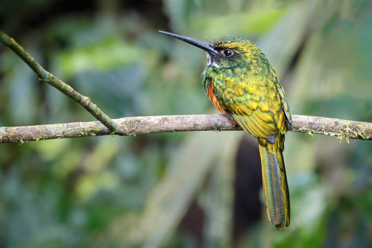 Jacamar à queue rousse - ML620272002