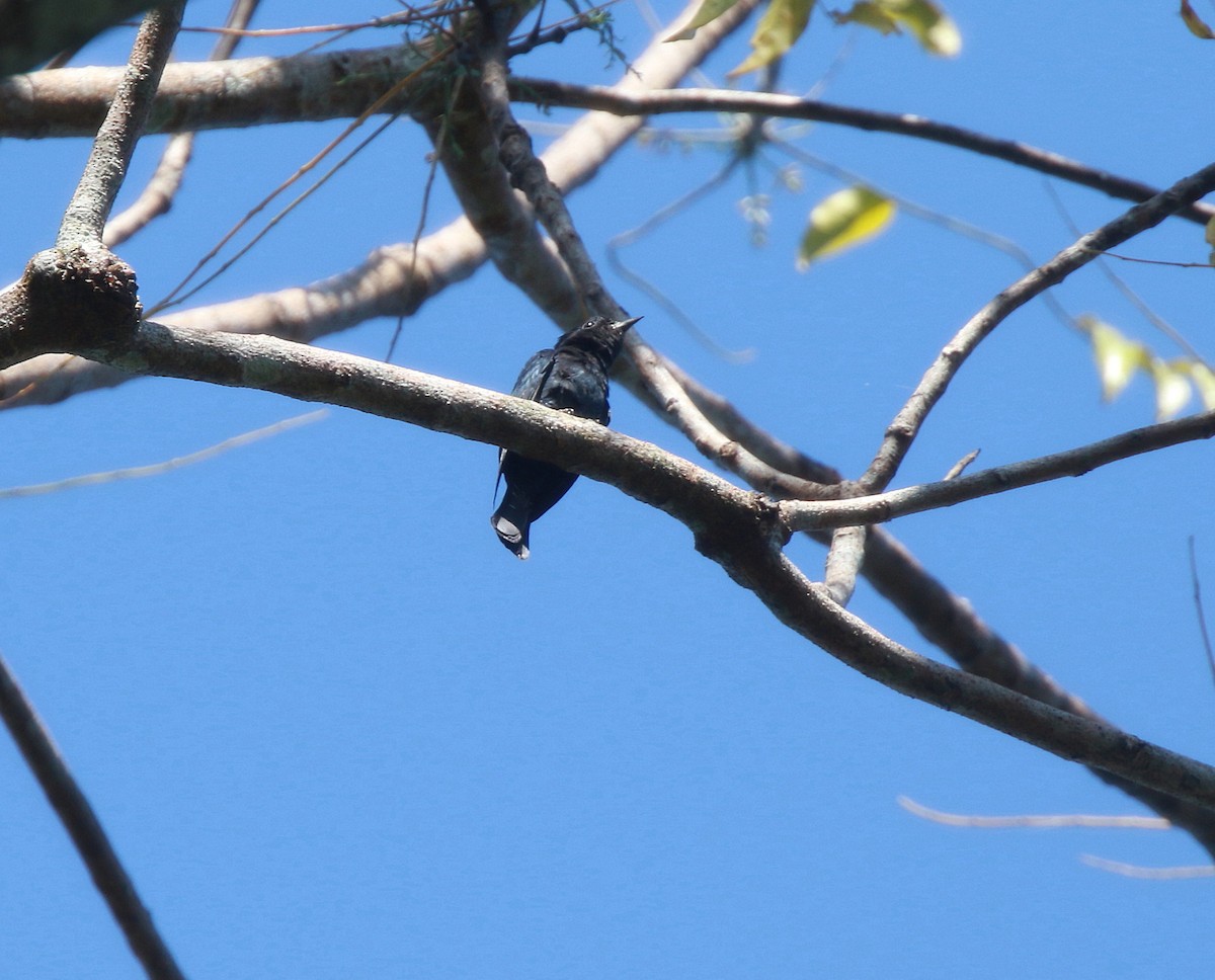 Square-tailed Drongo-Cuckoo - ML620272005