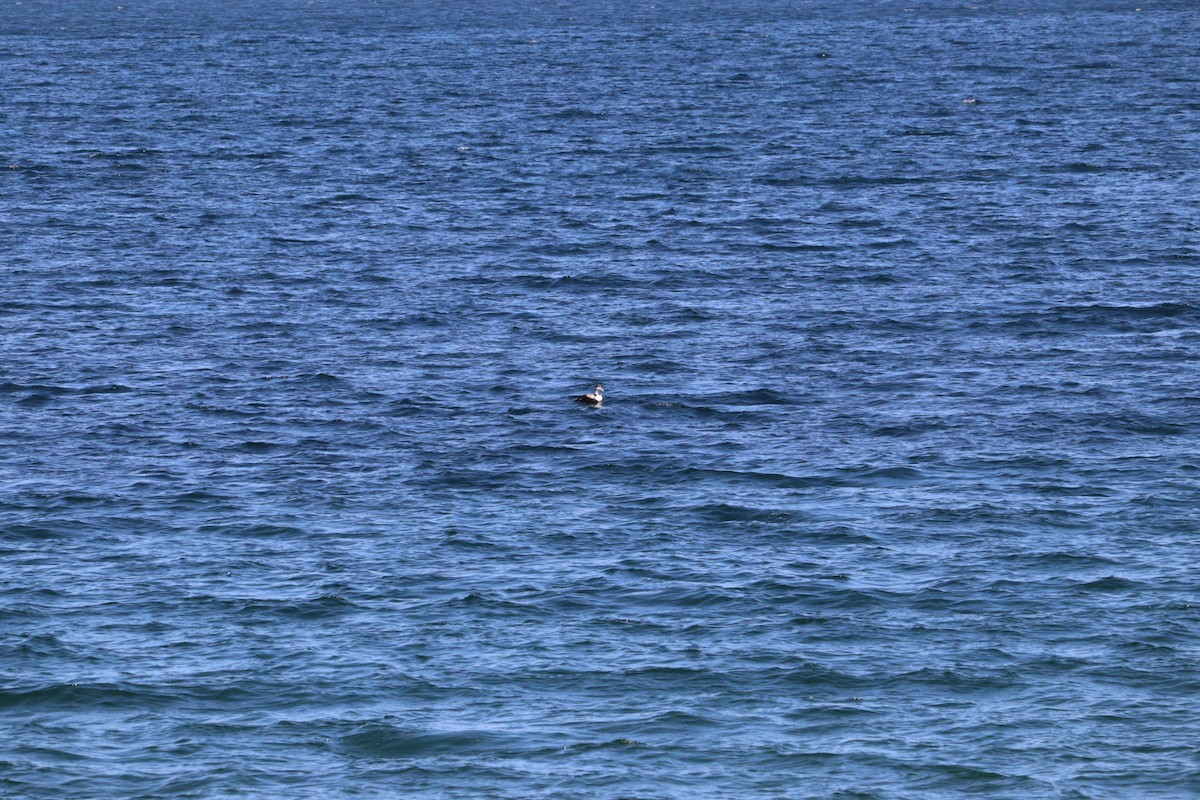 Common Eider - ML620272007