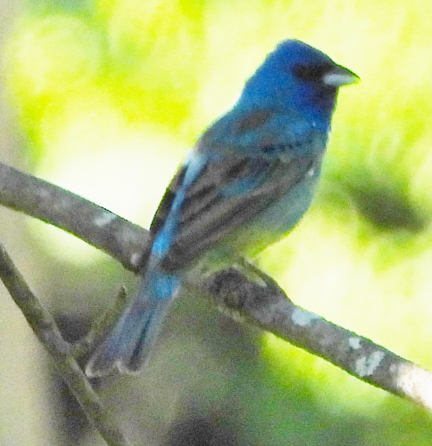 Indigo Bunting - ML620272010