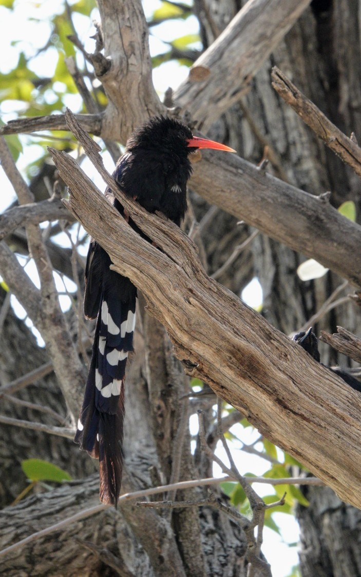 Violet Woodhoopoe - ML620272011