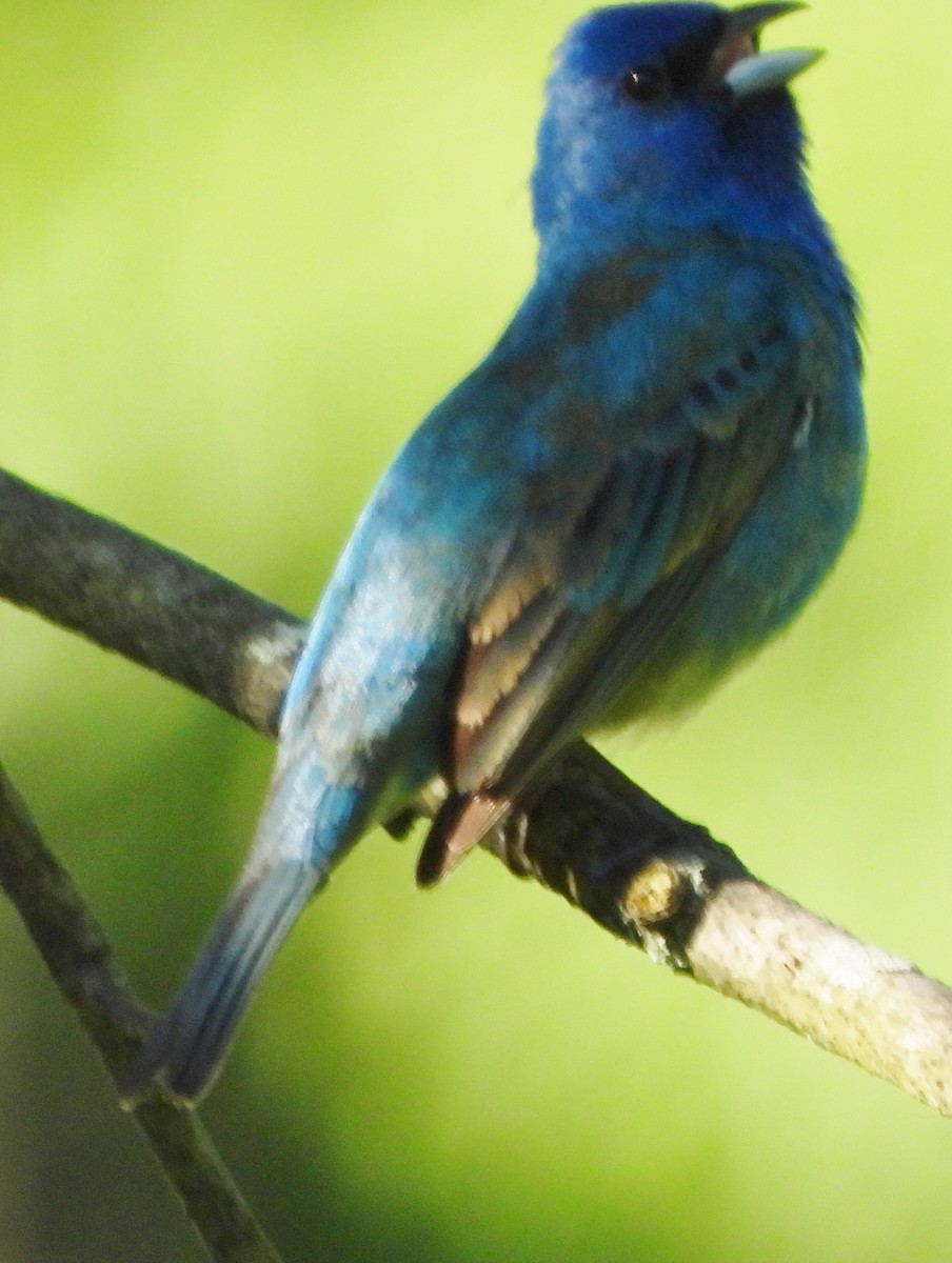 Indigo Bunting - ML620272015