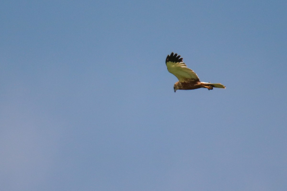 Western Marsh Harrier - ML620272019