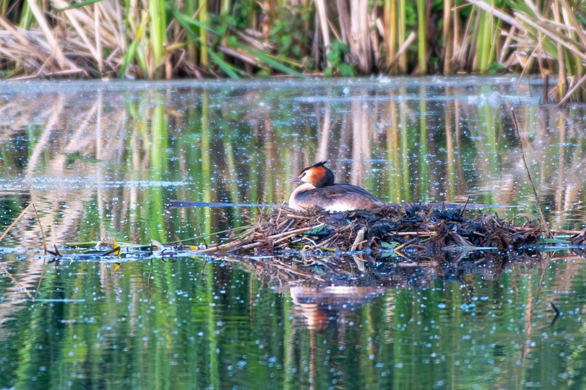 Great Crested Grebe - ML620272020