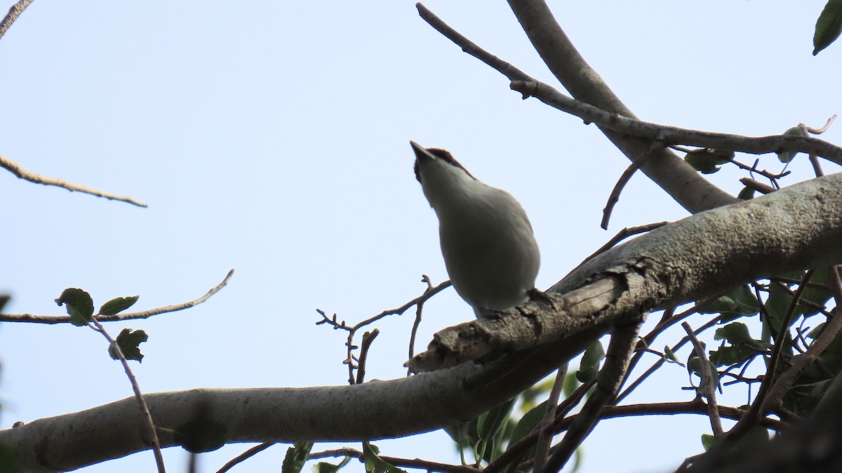 Black-backed Puffback - ML620272029