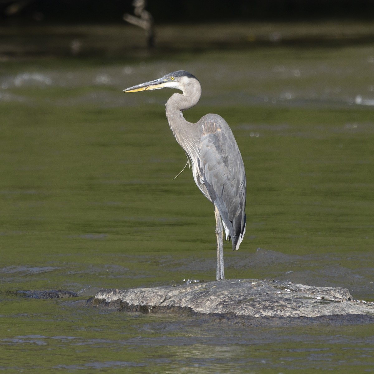 Great Blue Heron - ML620272031