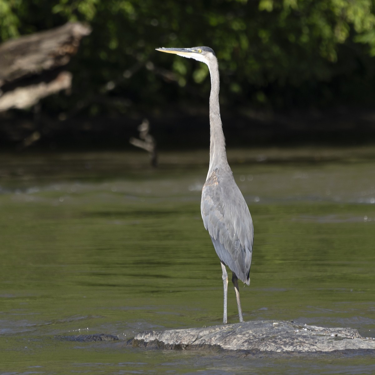 Great Blue Heron - ML620272032