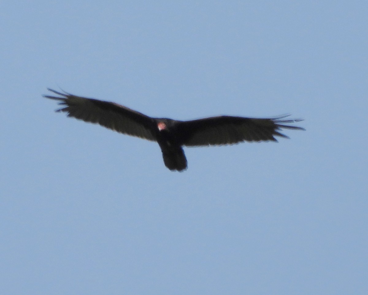 Turkey Vulture - ML620272034