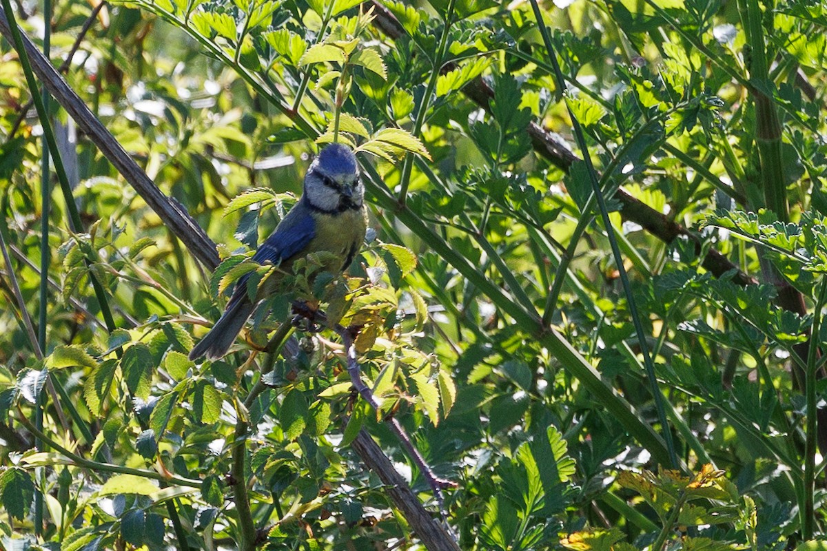 Eurasian Blue Tit - ML620272036