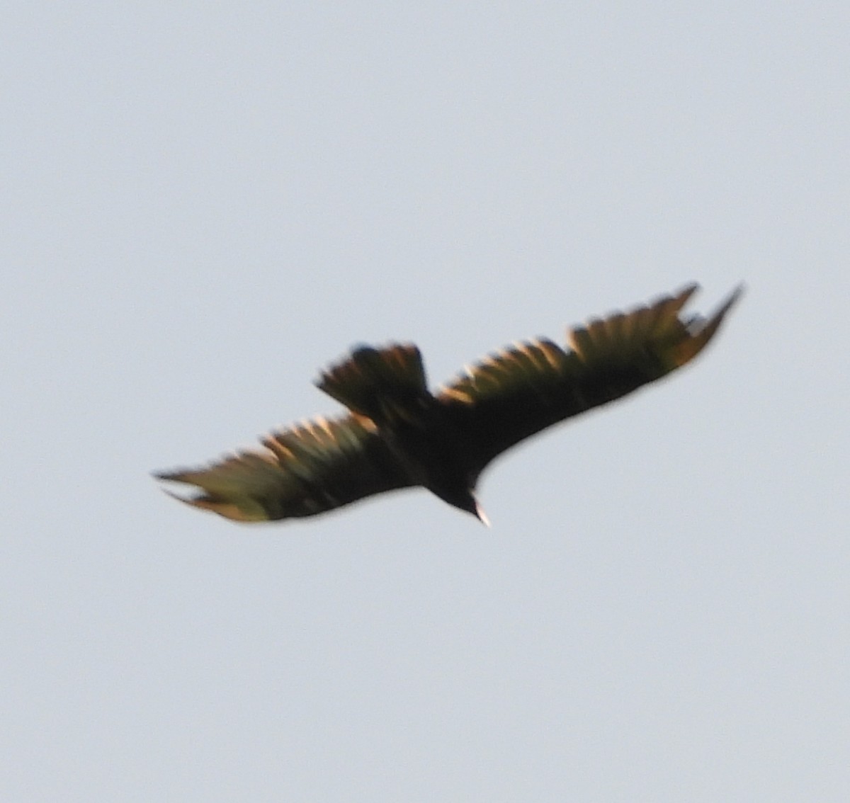 Turkey Vulture - ML620272037