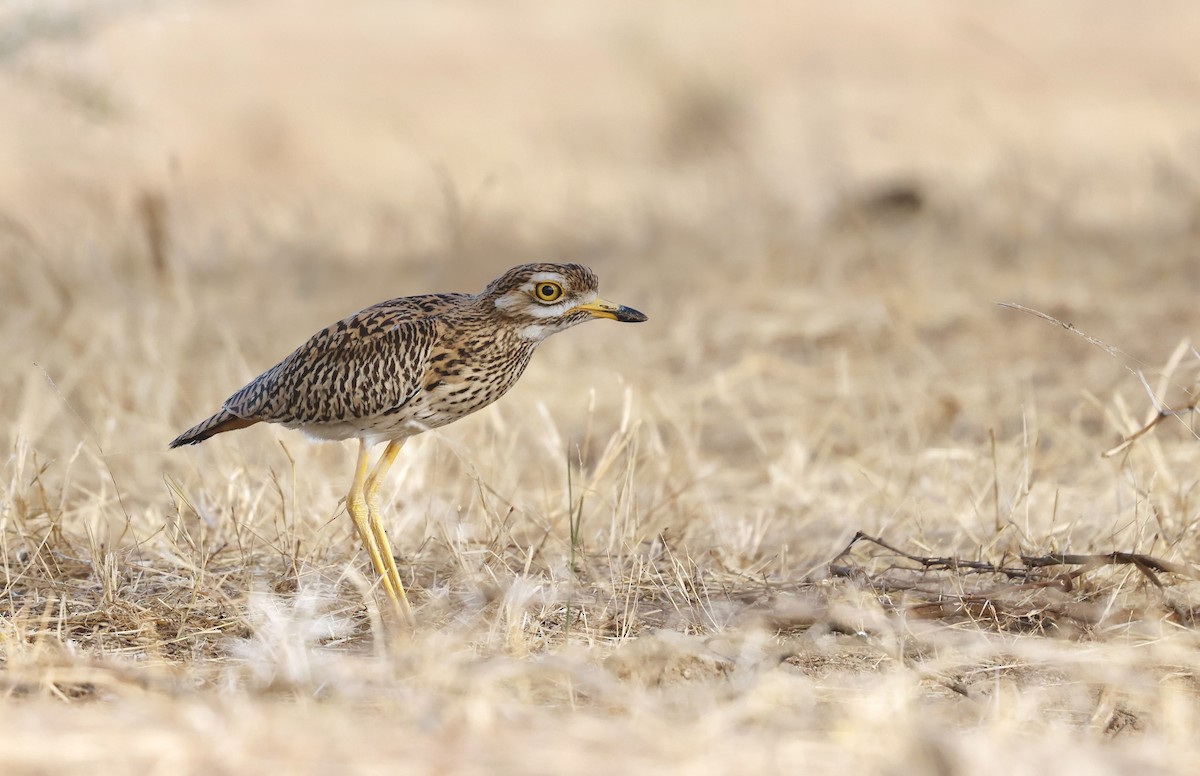 Spotted Thick-knee - ML620272039