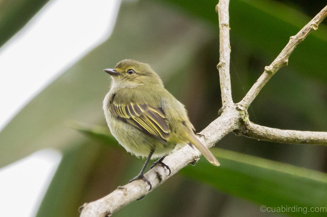 Choco Tyrannulet - ML620272040