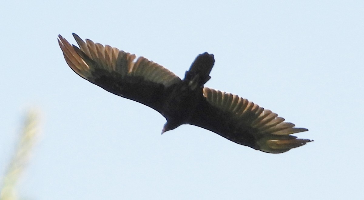 Turkey Vulture - ML620272041