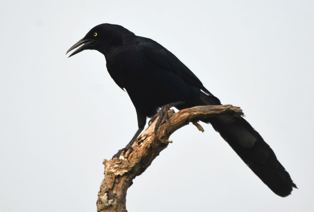 Great-tailed Grackle - ML620272042