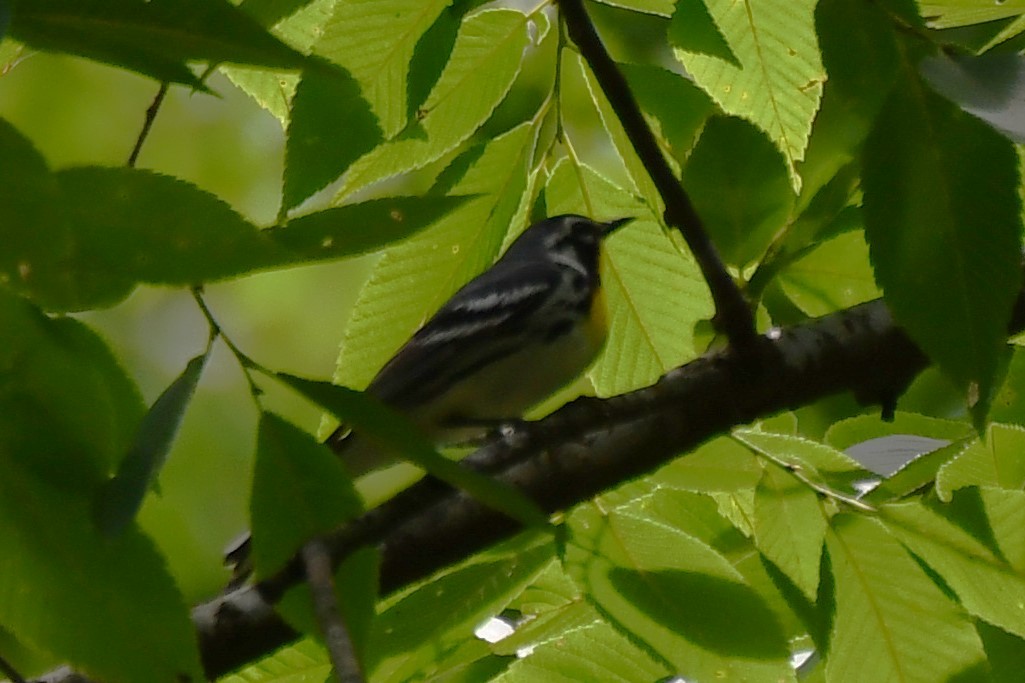 Yellow-throated Warbler - ML620272045
