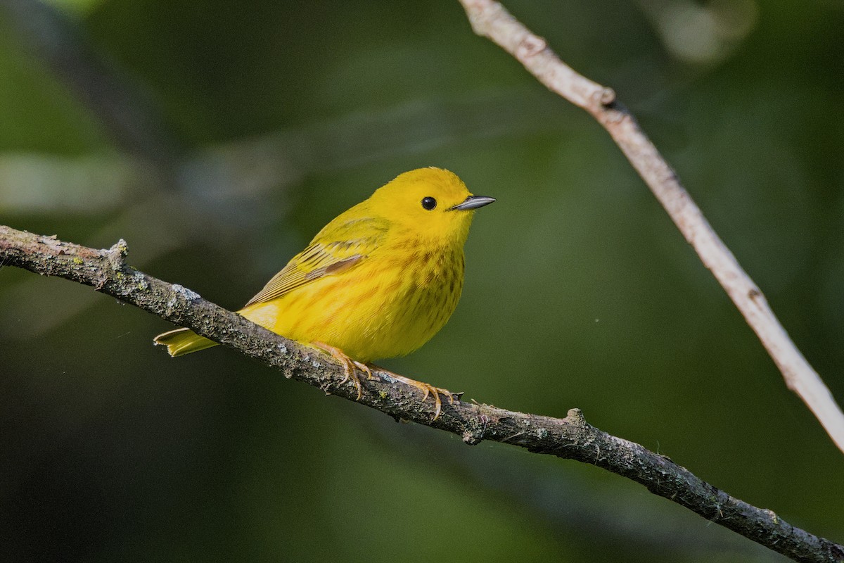 Yellow Warbler - ML620272046