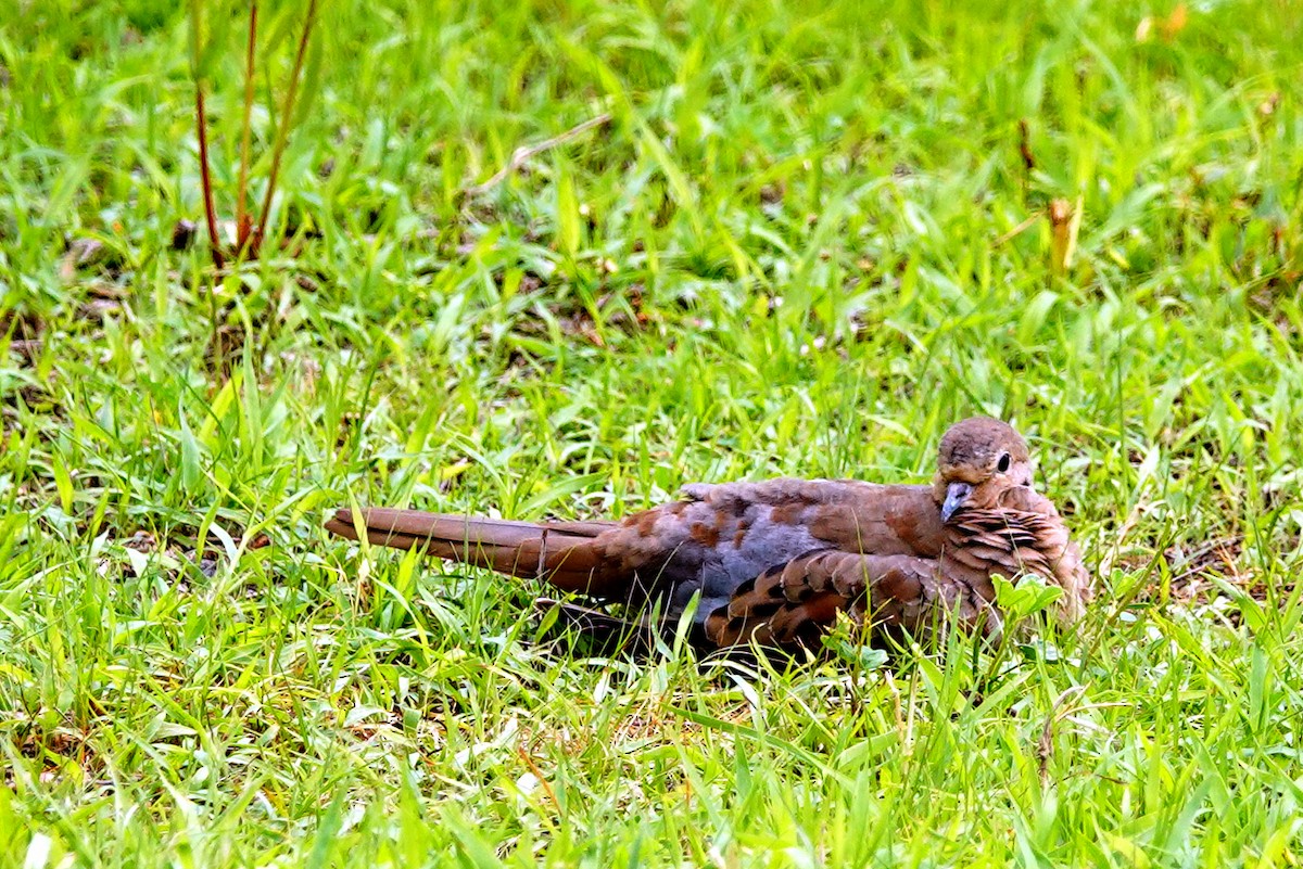 Mourning Dove - ML620272048