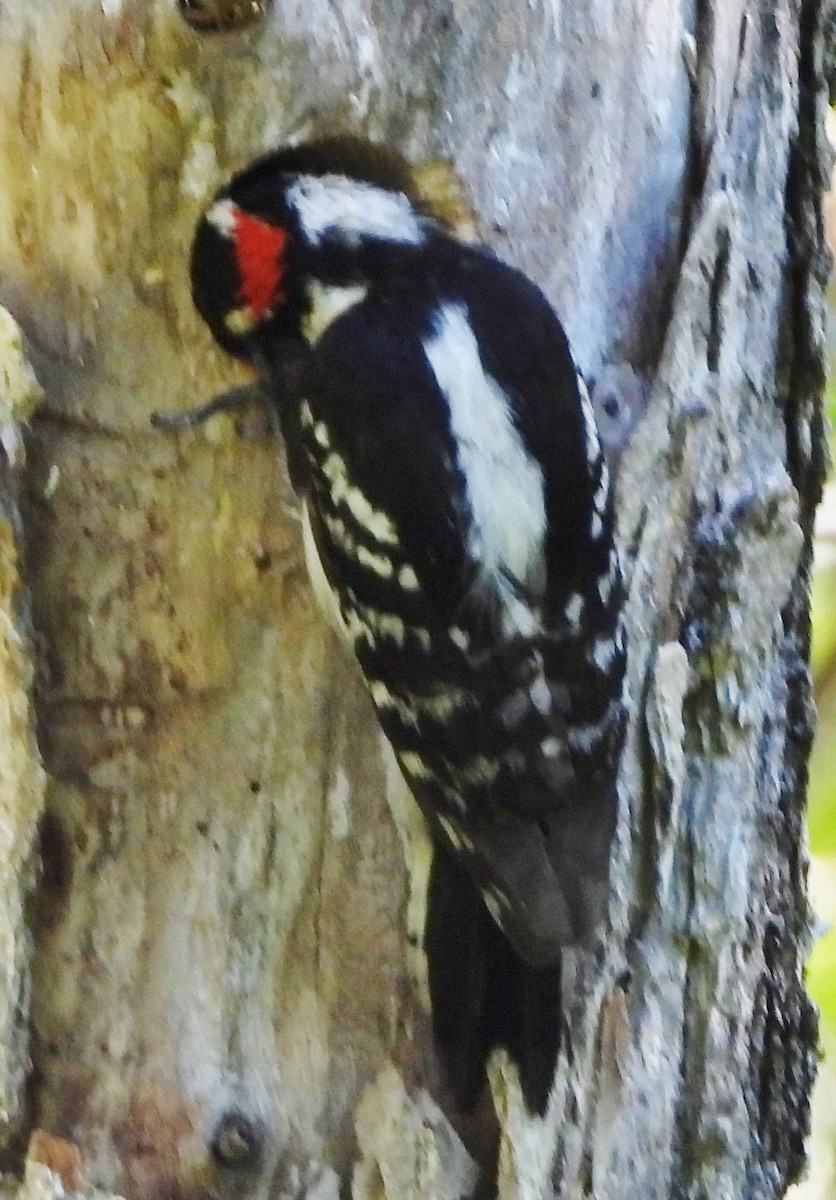Downy Woodpecker - ML620272050