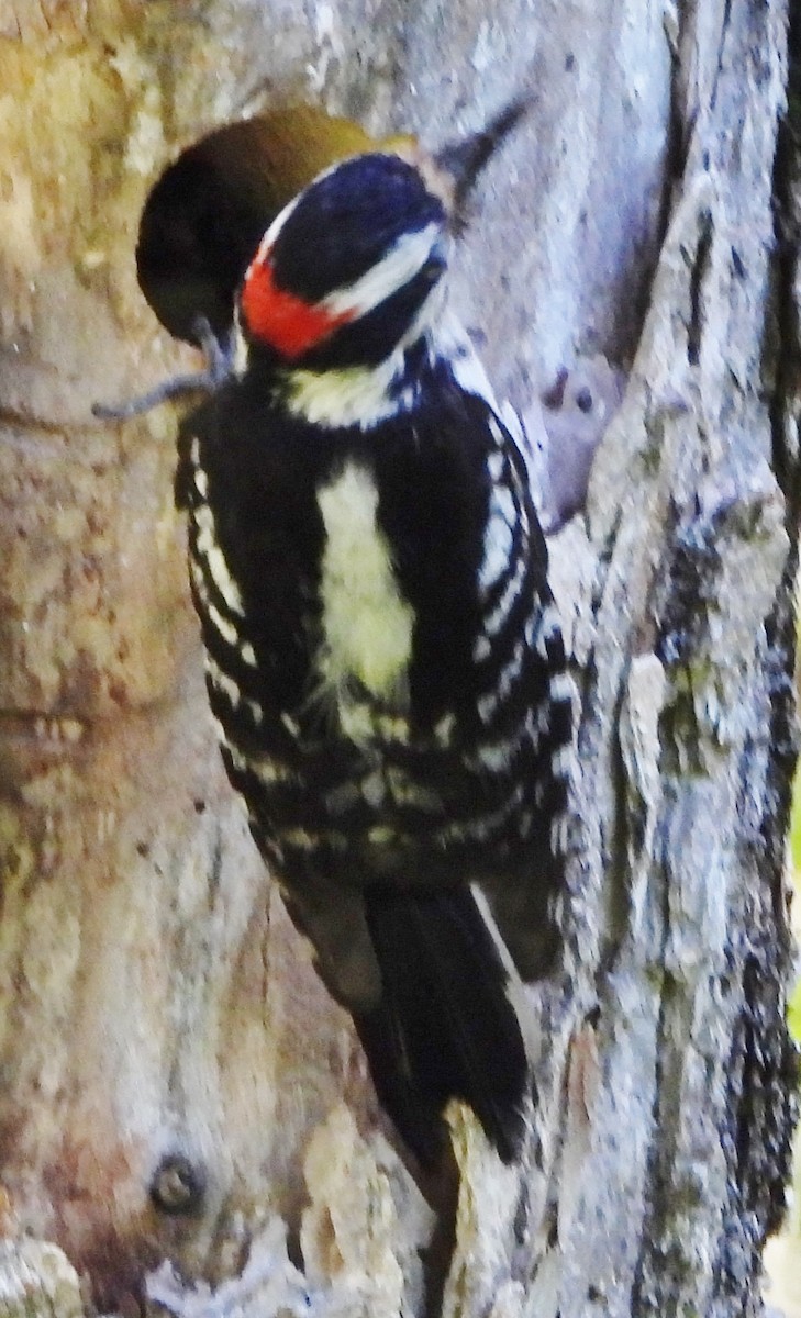 Downy Woodpecker - ML620272052