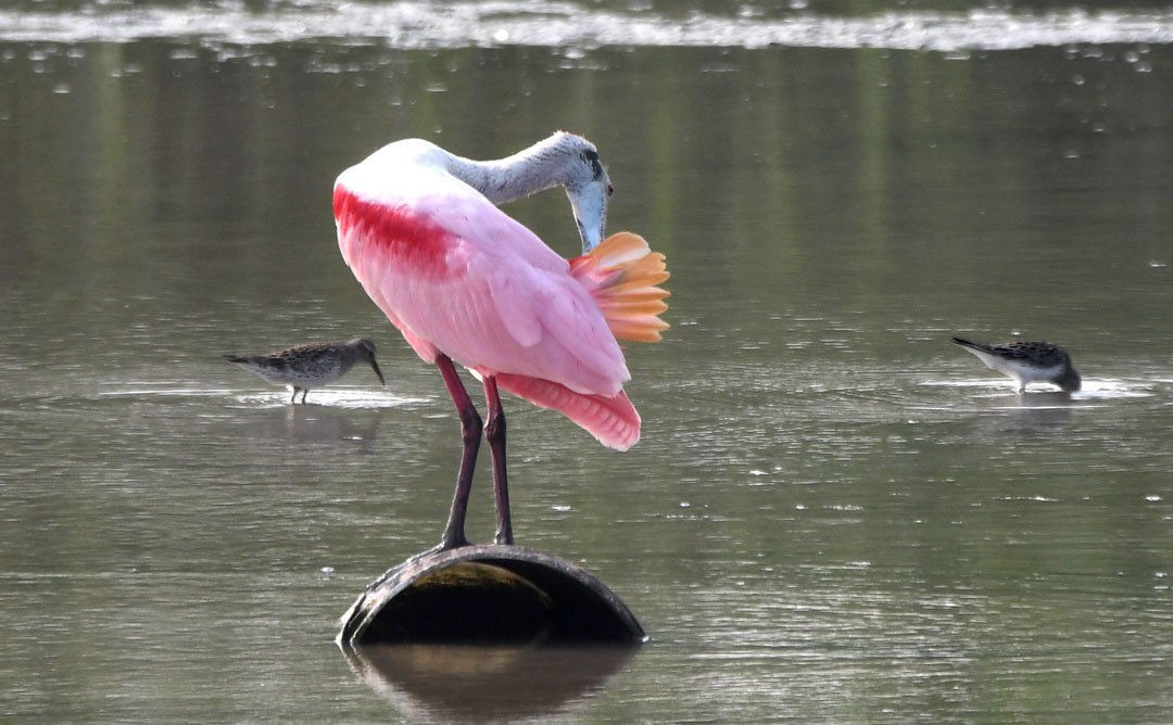 Roseate Spoonbill - ML620272053