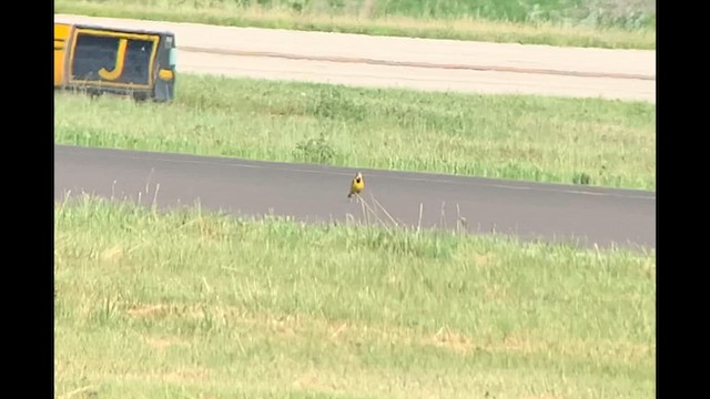 Eastern Meadowlark - ML620272054