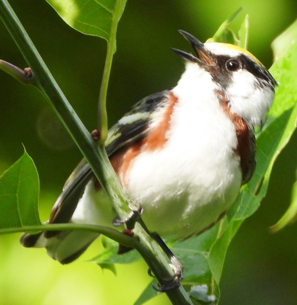 Chestnut-sided Warbler - ML620272055