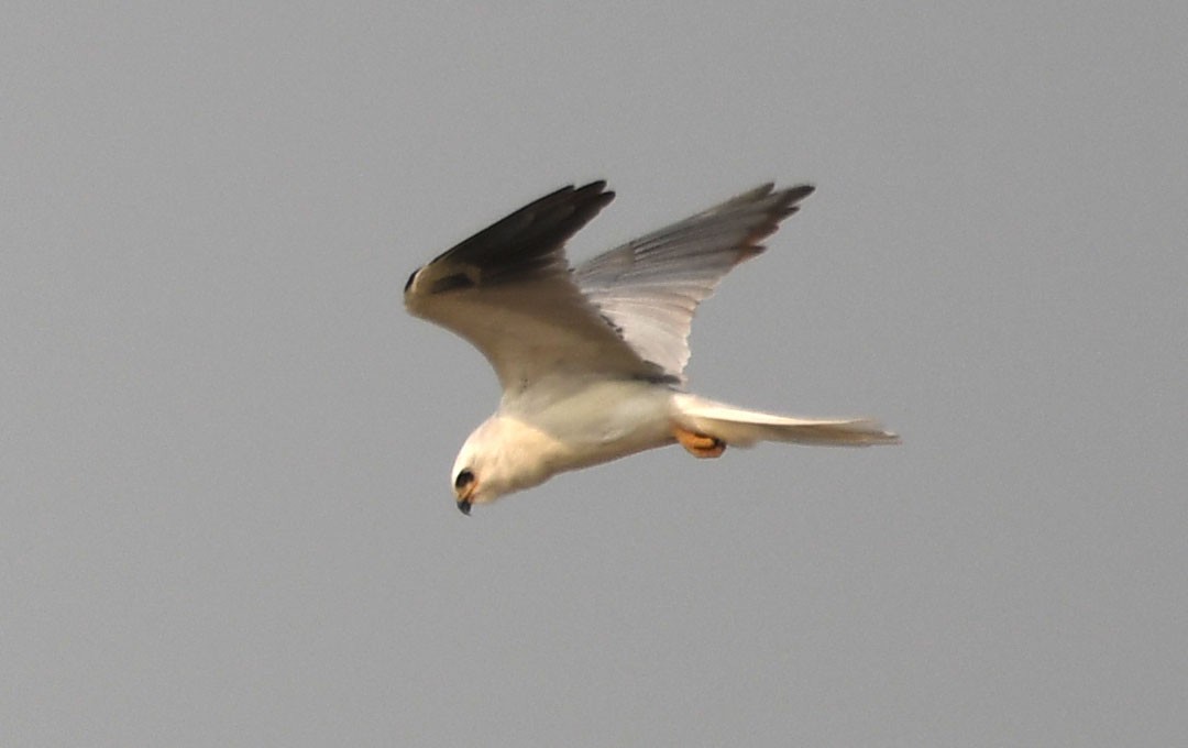 White-tailed Kite - ML620272067