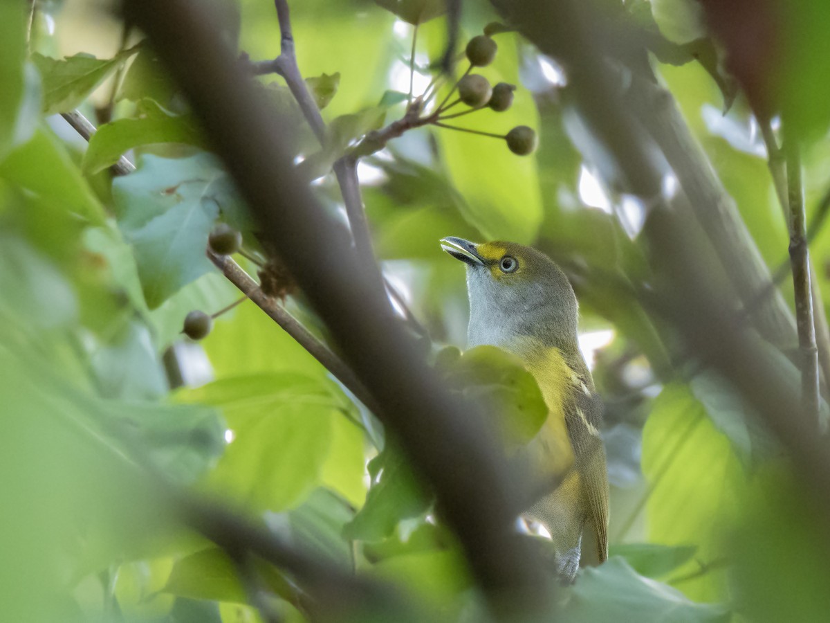 White-eyed Vireo - ML620272077