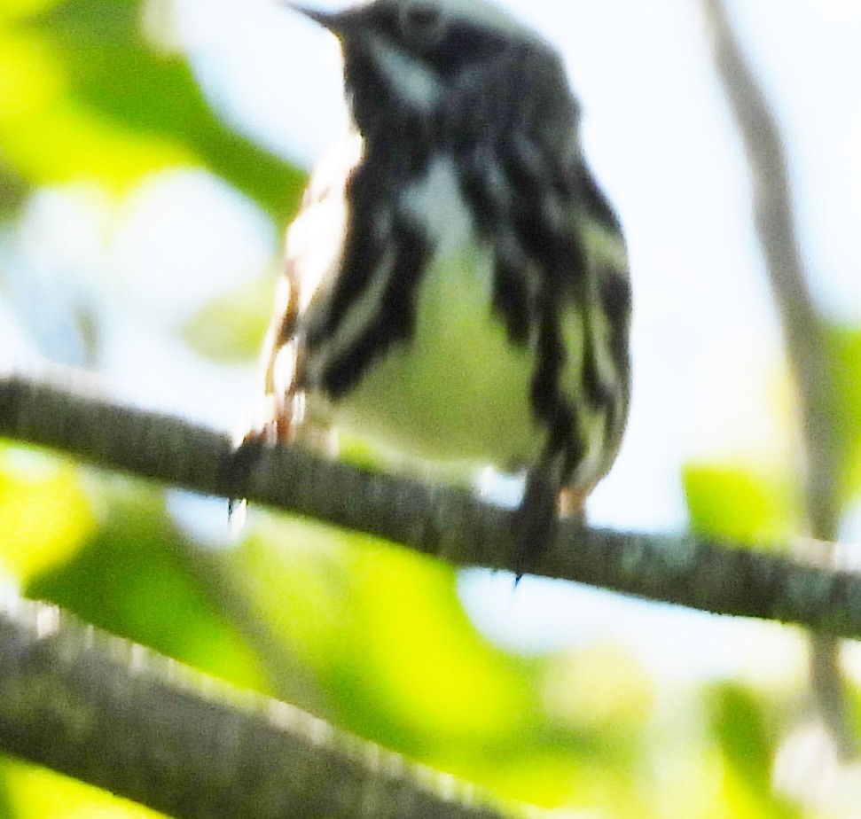 Black-and-white Warbler - ML620272090
