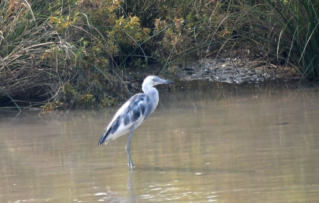 Little Blue Heron - ML620272091