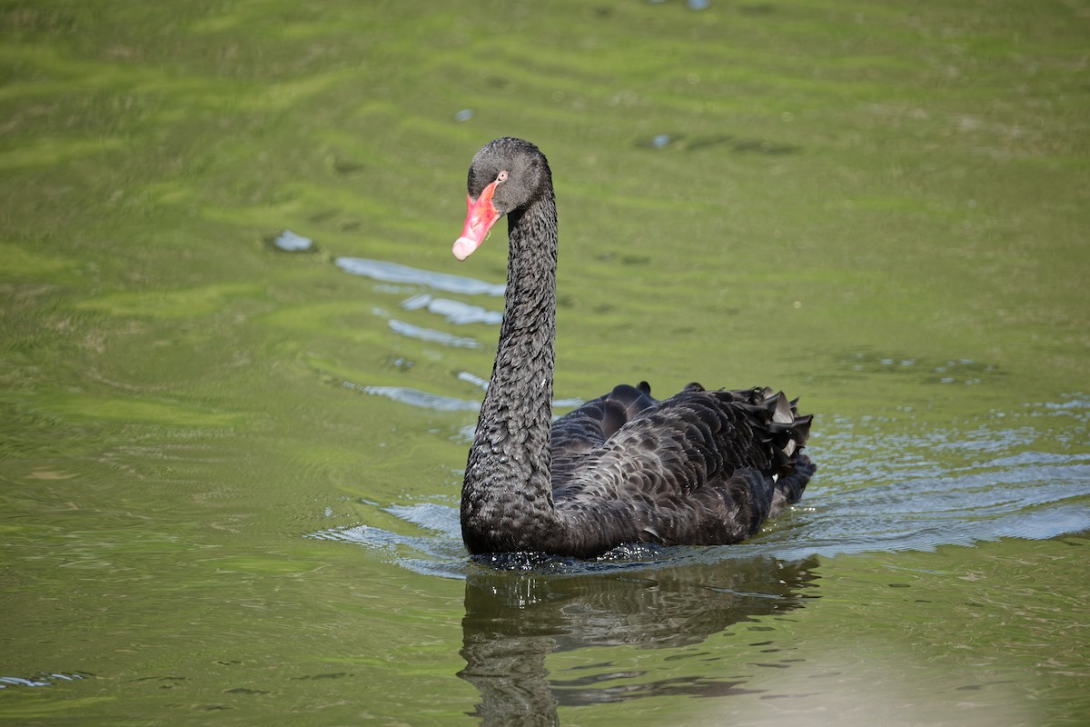 Black Swan - ML620272093